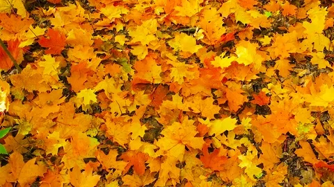 Background of autumn yellow maple leaves Stock Footage 88997245