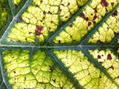 The background is the back of the leaves. Stock Photos
