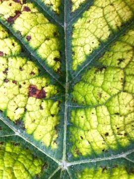 The background is the back of the leaves. Stock Photos