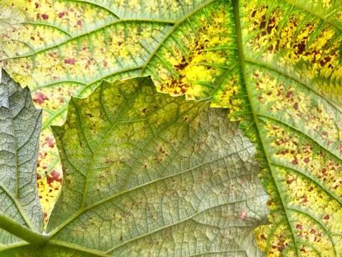 The background is the back of the leaves. Stock Photos