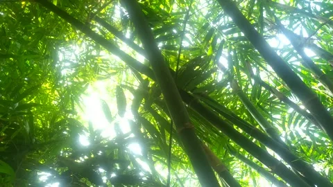 Background bamboo leaves Stock Footage 202291390