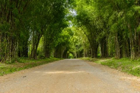 Background of Bamboo tunnel Stock Photos