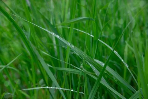 Background for banner with green grass. The texture of the grass. Spring and Stock Photos