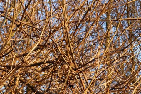 Background of bare twisted branches of a bush in the rays of the evening sun. Stock Photos
