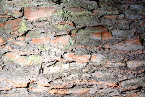 Background of the bark of a coniferous tree.	 Stock Photos