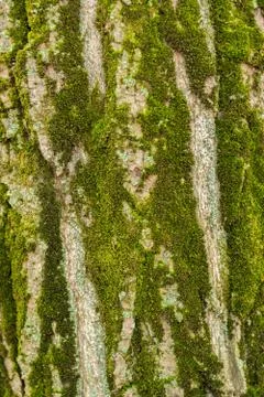 Background of the bark of a large tree Stock Photos