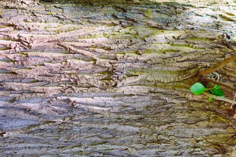 Background. The bark maple tree. With the green leaf. Stock Photos