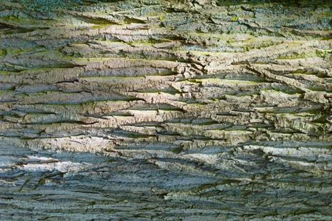 Background. The bark maple tree. Stock Photos