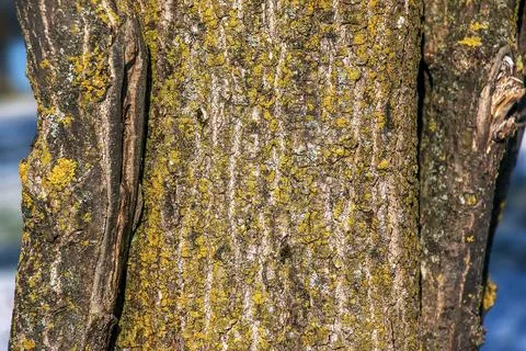Background of the bark of an oak tree growing on the shore of Lake Traunsee.. Stock Photos