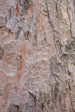 Background from the bark of the oak tree Stock Photos