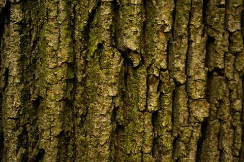 Background from the bark of an old chestnut tree Stock-Fotos
