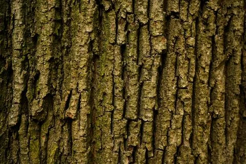 Background from the bark of an old chestnut tree Stock-Fotos