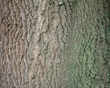 Background of bark on old oak tree Stock Photos