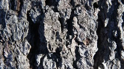 Background bark of an old tree, bark of spruce Stockfoto's
