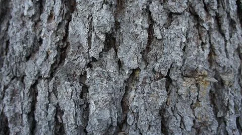 Background bark of an old tree, bark of spruce Stock Photos