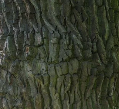 Background, bark old tree close up 库存照片