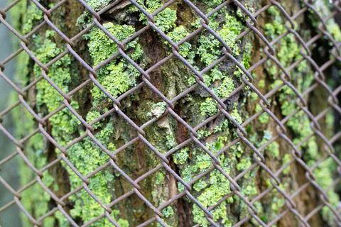 Background of the bark of an old tree covered with green moss, behind a metal Stock Photos