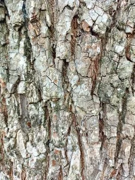 Background of bark from an old tree, kulit kayu Stock Photos