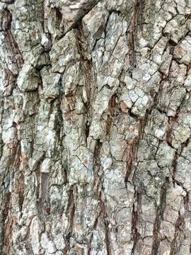 Background of bark from an old tree, kulit kayu Stock Photos