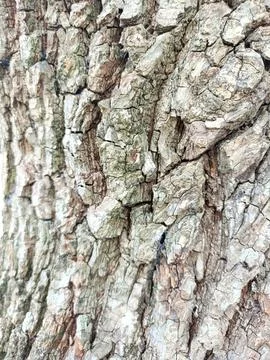 Background of bark from an old tree, kulit kayu Foto stock