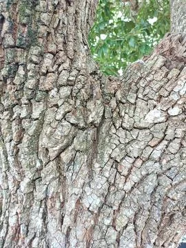 Background of bark from an old tree, kulit kayu Stock Photos