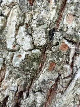 Background of bark from an old tree, kulit kayu Stock Photos