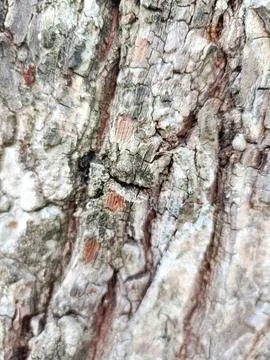 Background of bark from an old tree, kulit kayu Foto stock