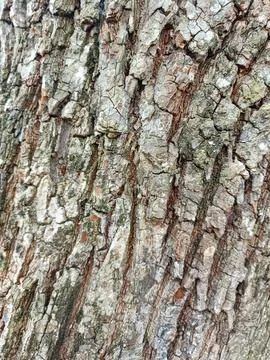 Background of bark from an old tree, kulit kayu Stock Photos