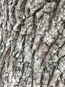 Background of bark from an old tree, kulit kayu Stock Photos