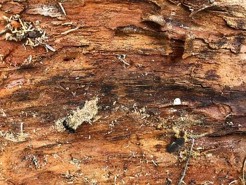 The background is the bark of the old tree. Stock Photos