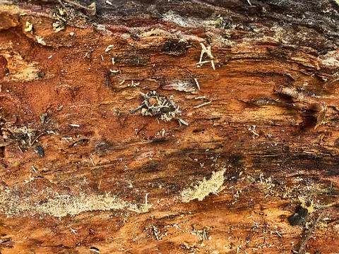 The background is the bark of the old tree. Stock Photos