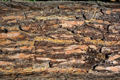 Background of the bark of the old tree.	 Stock Photos