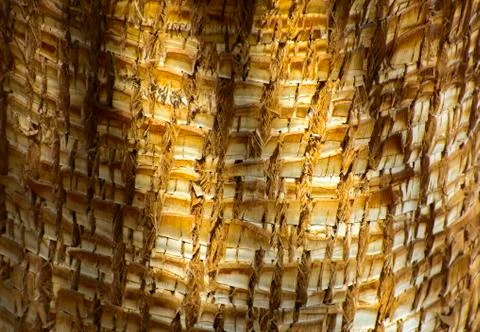 Background of the bark of a palm tree. Close-up of fragments of the bark of a Stock Photos