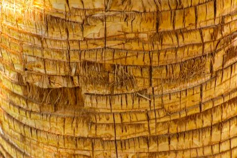 Background of the bark of a palm tree. Close-up of fragments of the bark of a Stock Photos