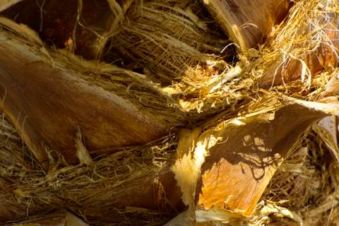 Background of the bark of a palm tree. Close-up of fragments of the bark of a Stock Photos