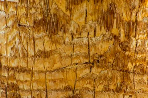 Background of the bark of a palm tree. Close-up of fragments of the bark of a Stock Photos