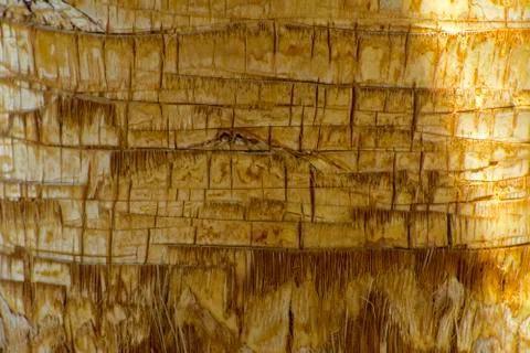 Background of the bark of a palm tree. Close-up of fragments of the bark of a Stock Photos