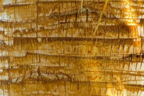 Background of the bark of a palm tree. Close-up of fragments of the bark of a Foto stock