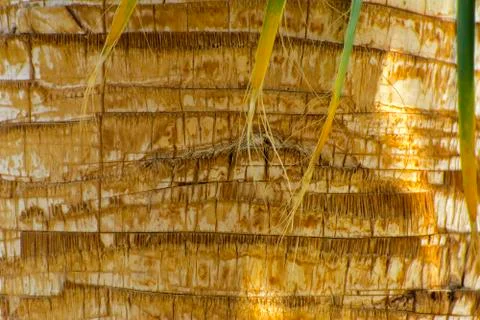 Background of the bark of a palm tree. Close-up of fragments of the bark of a Stock Photos