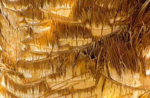 Background of the bark of a palm tree. Close-up of fragments of the bark of a Stock Photos
