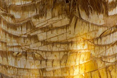 Background of the bark of a palm tree. Close-up of fragments of the bark of a Stock Photos