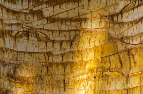 Background of the bark of a palm tree. Close-up of fragments of the bark of a Stock Photos