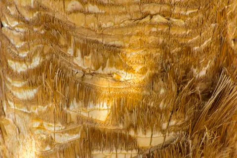 Background of the bark of a palm tree. Close-up of fragments of the bark of a Stock Photos