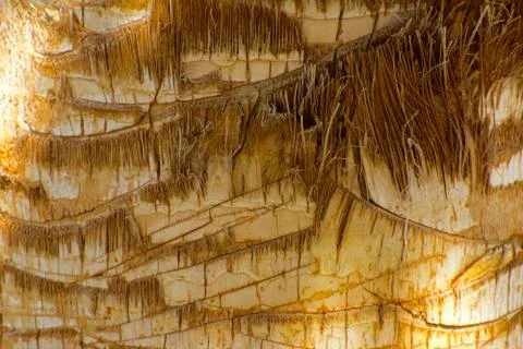 Background of the bark of a palm tree. Close-up of fragments of the bark of a Stock Photos