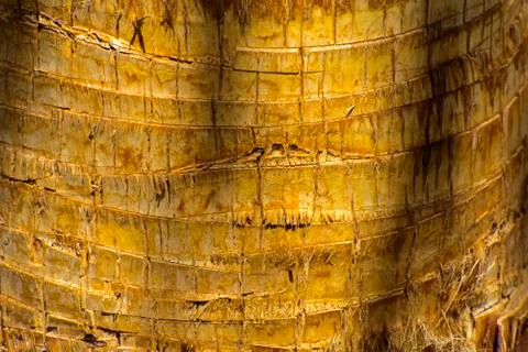 Background of the bark of a palm tree. Close-up of fragments of the bark Stock Photos