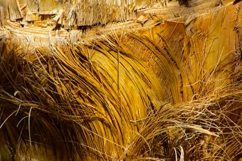 Background of the bark of a palm tree. Close-up of fragments of the bark of a Stock Photos