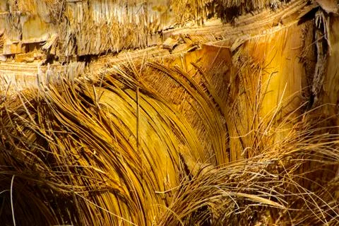 Background of the bark of a palm tree. Close-up of fragments of the bark of a Stock Photos
