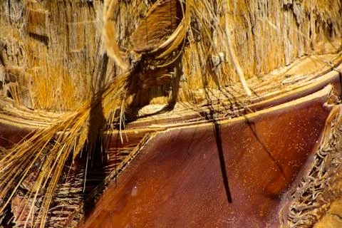 Background of the bark of a palm tree. Close-up of fragments of the bark of a Stock Photos