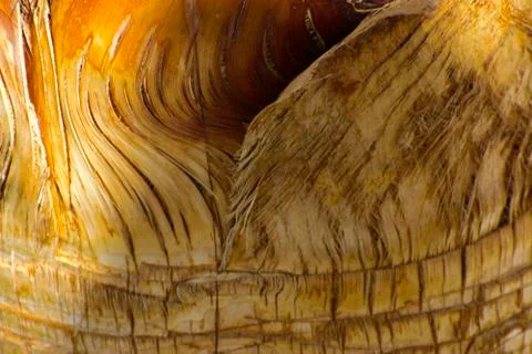 Background of the bark of a palm tree. Close-up of fragments of the bark of a Stock Photos