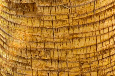 Background of the bark of a palm tree. Close-up of fragments of the bark Stock Photos